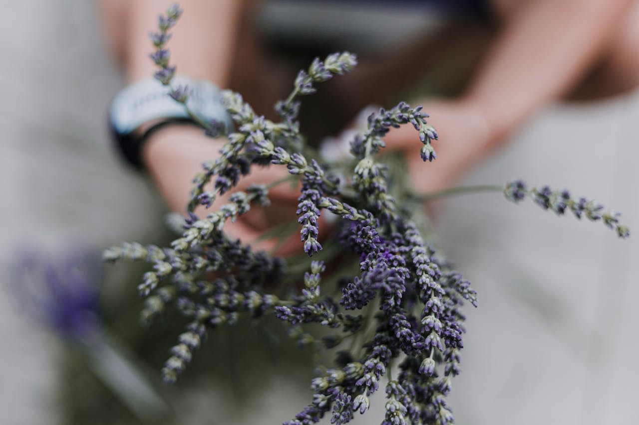 A detailed macro shot capturing fresh lavender held gently in human hands outdoors.